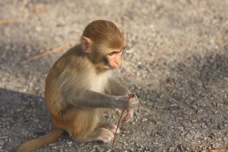 Monkeyの写真素材
