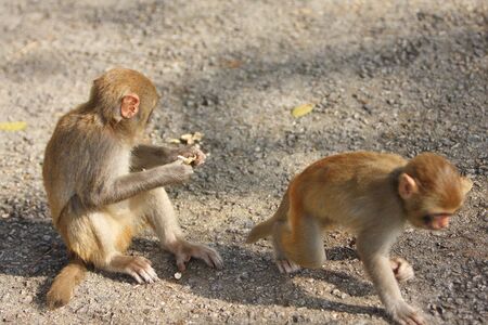 Monkeyの写真素材
