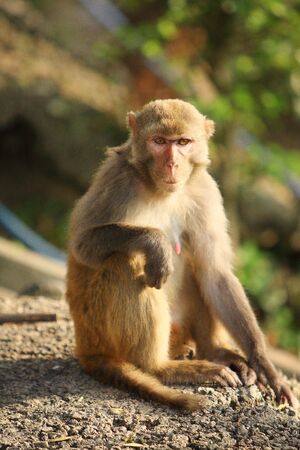 monkeyの写真素材