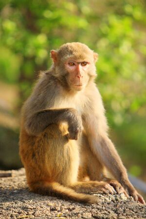 monkeyの写真素材