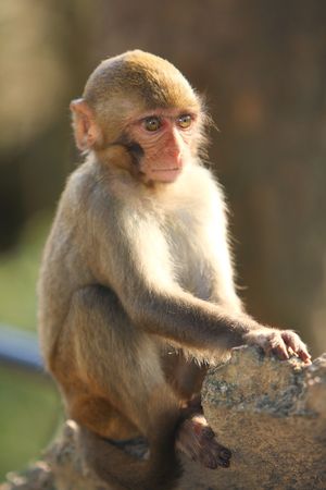 monkeyの写真素材