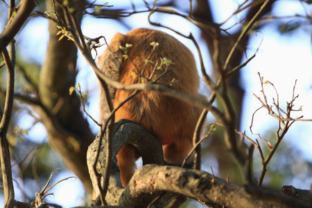monkey