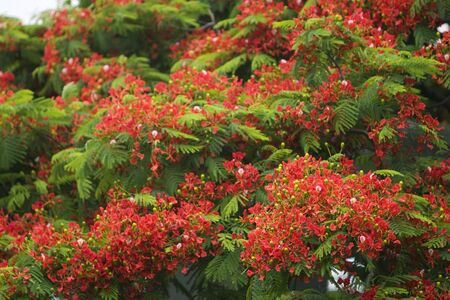 beautiful flowers in flame trees.  の写真素材