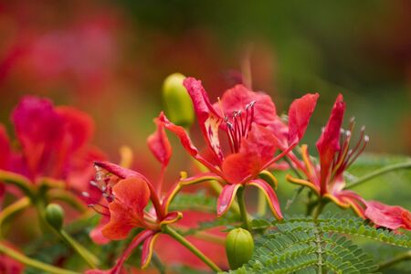  tree has red hot fire like bloomの写真素材