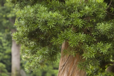 green leaveの写真素材