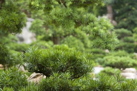 green plantsの写真素材