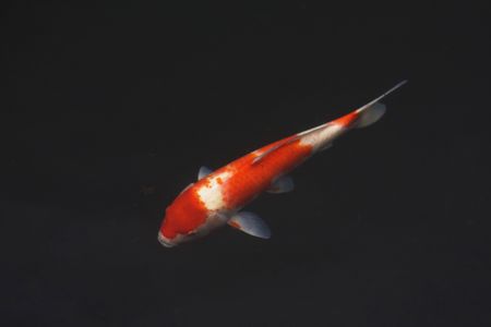 Koi fish in pondの写真素材
