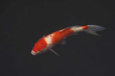 Koi fish in pond