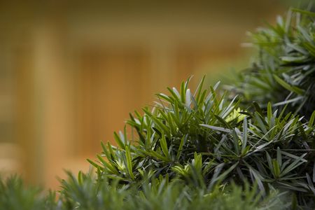 leavesの写真素材