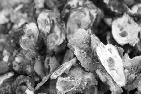 Oyster backgroundの写真素材