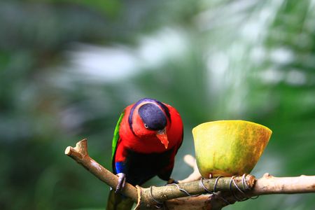 parrotの写真素材