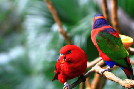 parrotの写真素材