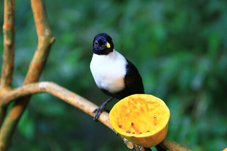 Streptocitta albicollisの写真素材