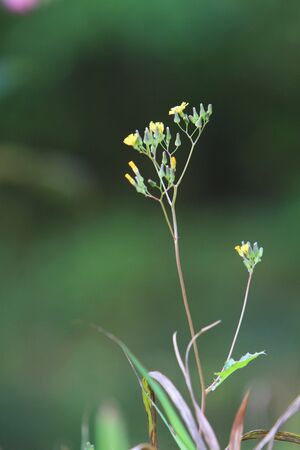 little flowerの写真素材