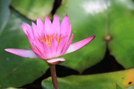water lilyの写真素材