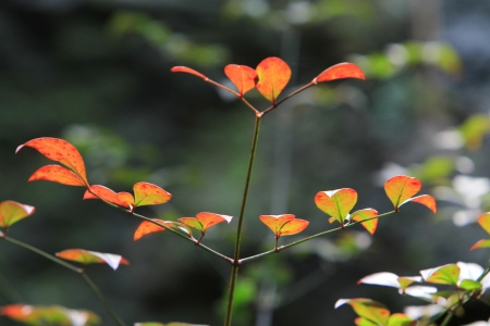 leafの写真素材