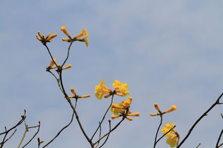 yellow flowerの写真素材