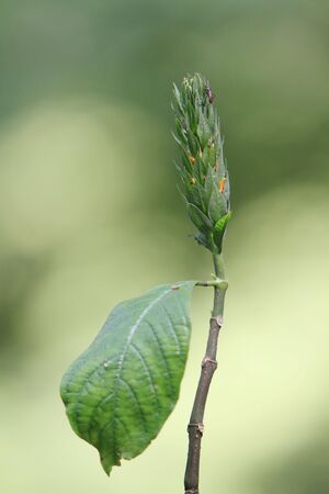 plantの写真素材
