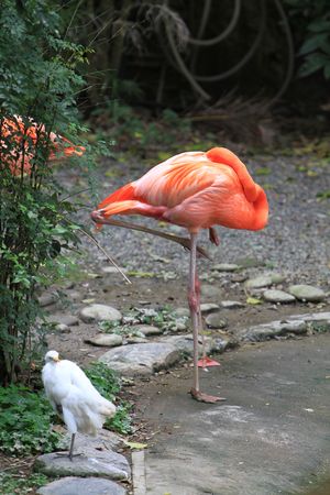 Flamingoの写真素材