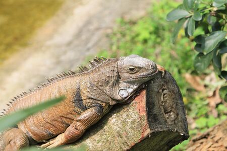 Monitor Lizard の写真素材