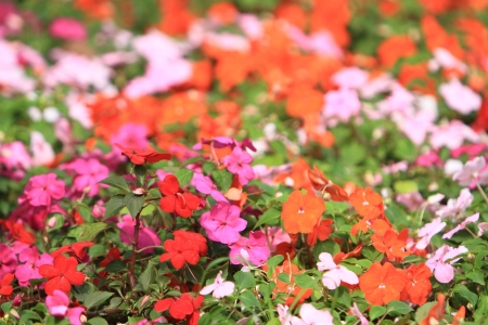 Flowerの写真素材