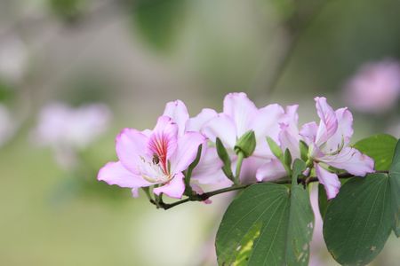 Bauhinia variegataの写真素材