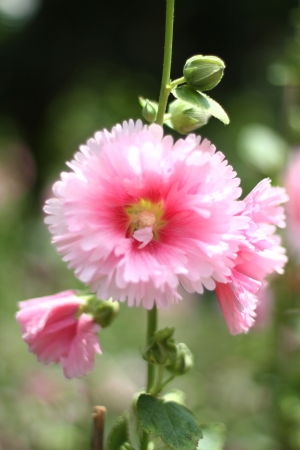 pink flowerの写真素材