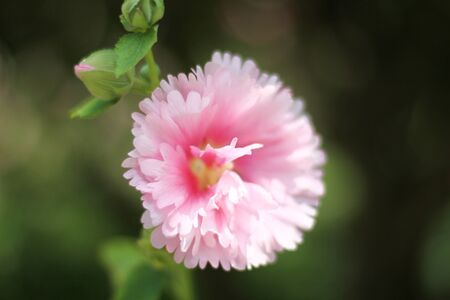 pink flowerの写真素材
