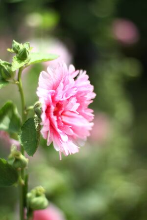 pink flowerの写真素材