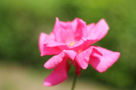 roseの写真素材