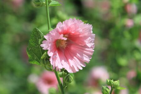 pink flower の写真素材