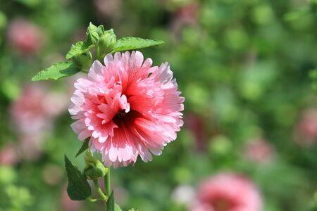 pink flower の写真素材