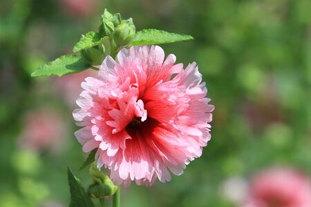 pink flower の写真素材
