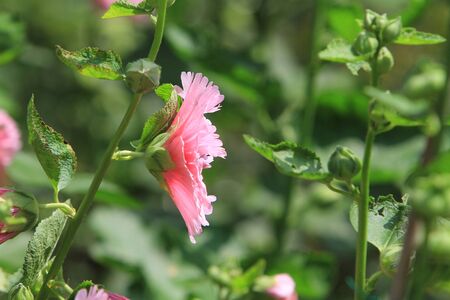 pink flower の写真素材