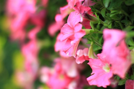 pink flowerの写真素材