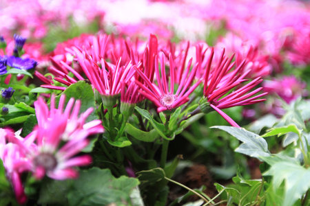 pink flowerの写真素材