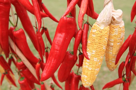 corn and pepperの写真素材