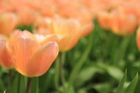 ornage tulipの写真素材