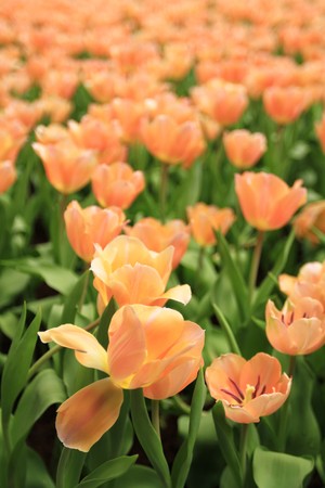 ornage tulipの写真素材