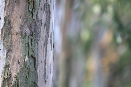 tree path