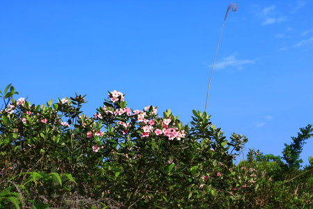 pink flower