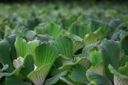 water plantの写真素材