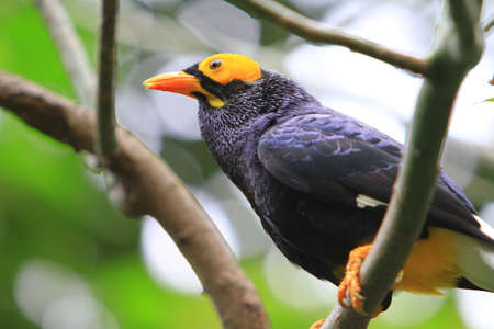 Mino dumontiiの写真素材