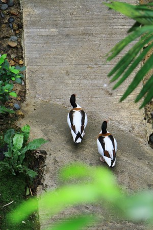 Tadorna tadornaの写真素材