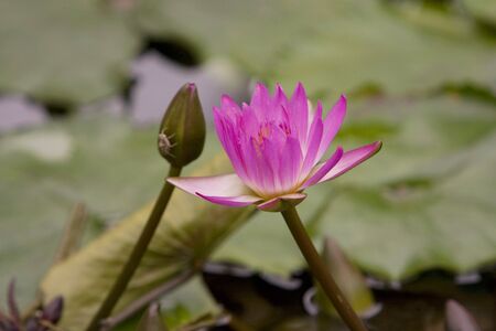 water lilyの写真素材