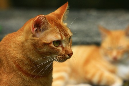 catsの写真素材
