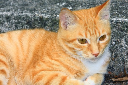 Yellow catの写真素材