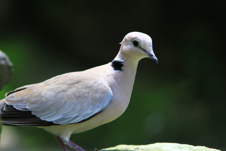 gray birdの写真素材