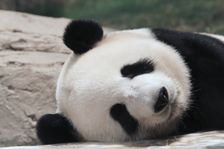 Panda bear sleeingの写真素材