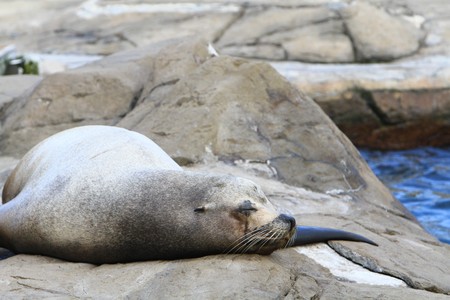 Sea Lionの写真素材